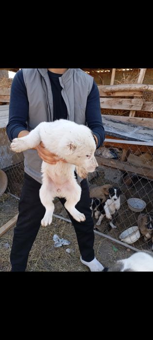 Choʻpon gidik sotiladi