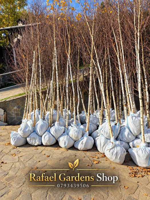 Mesteacan Tei Platan Artar Carpen Platan - Arbori Foiosi - Foioase - Plante