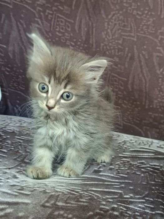 Отдам котят в хорошие добрые руки