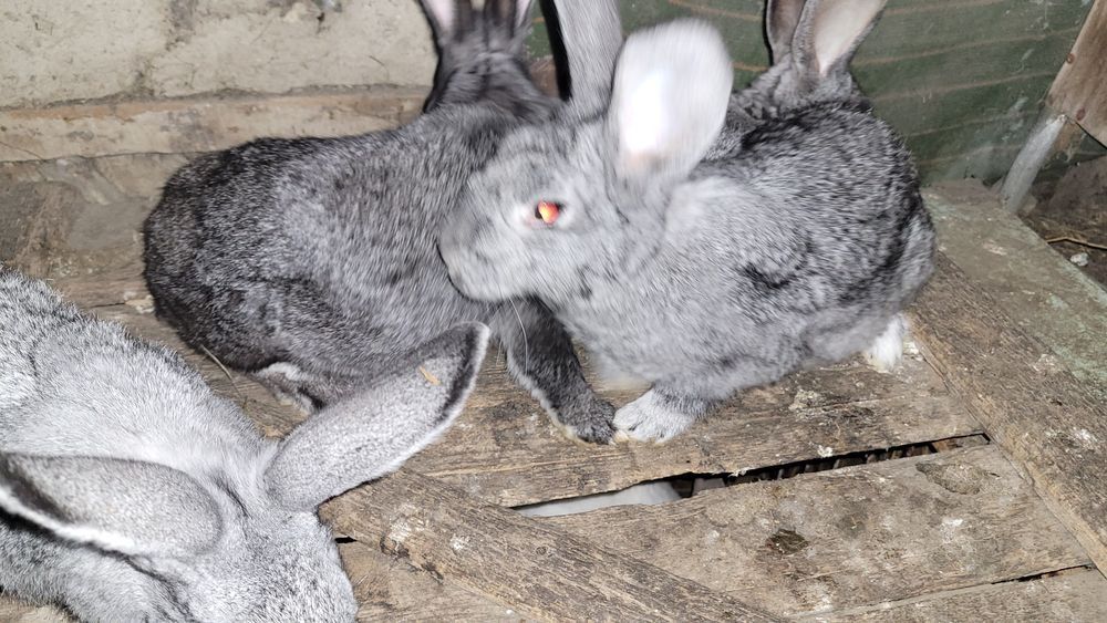 Кролики на племя