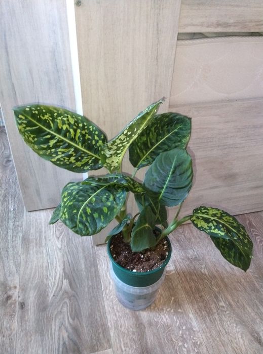 Комнатные растения