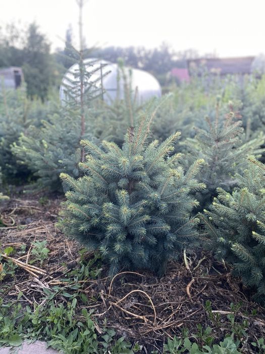 Ель голубая глаука