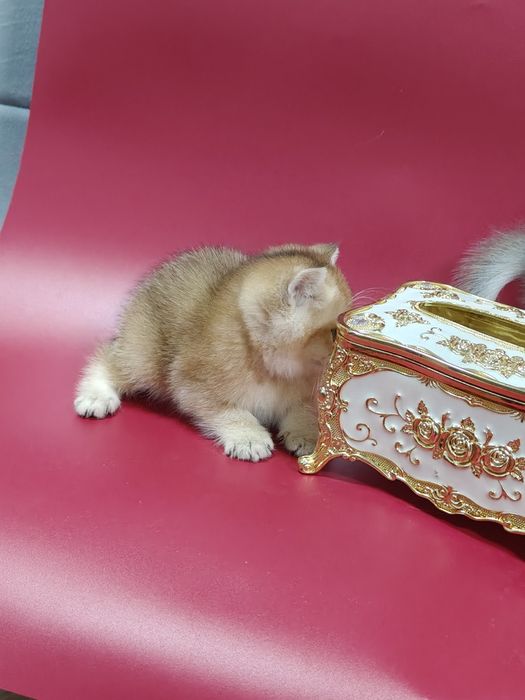 Золотая шиншилла девочка