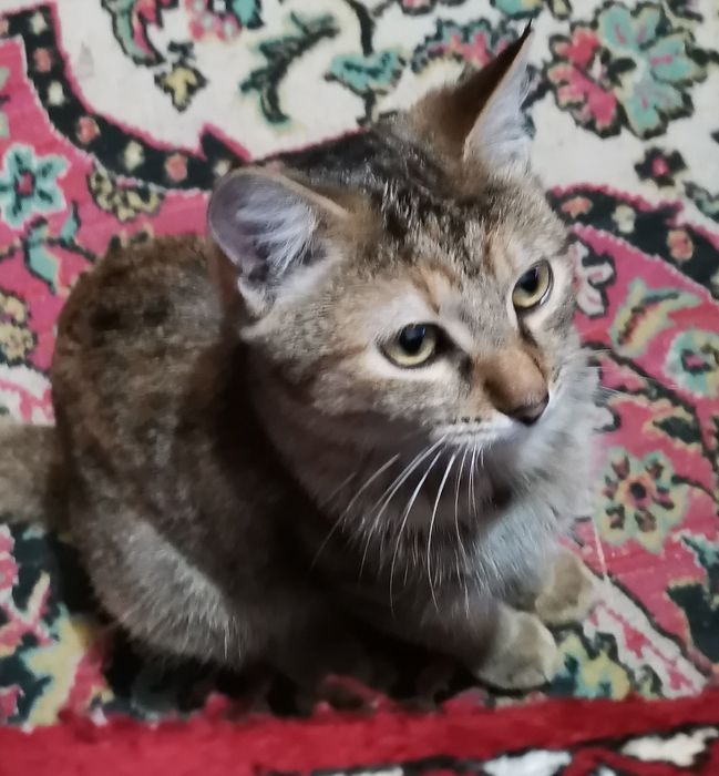 Котенок в добрые руки