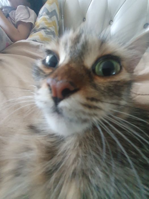 Котность 7 месяцов