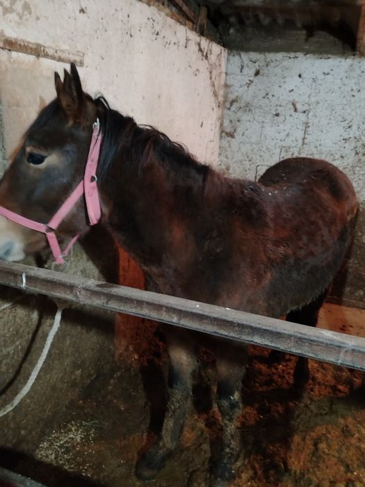 Жылкы лошадь семыз