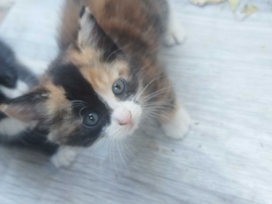 Отдам котят в добрые руки