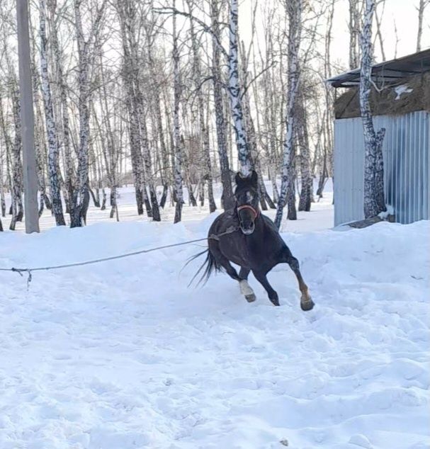 Кобылка на племя.