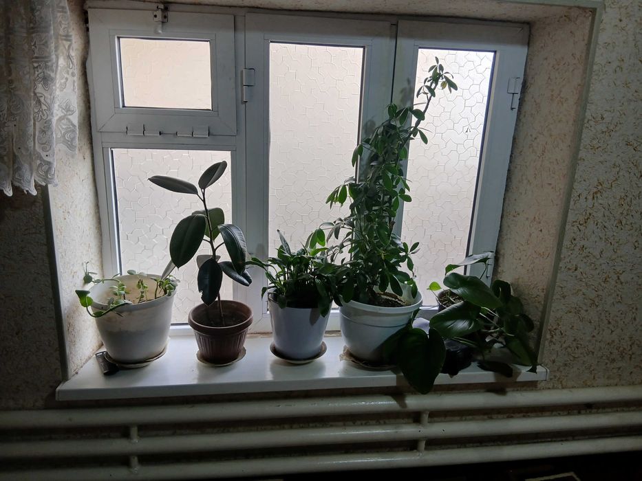 Цветы не дорого Гуллар арзон нархда