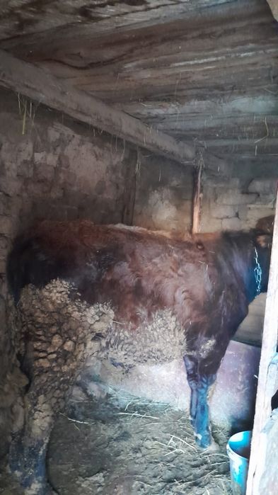 полторашка бык сатам