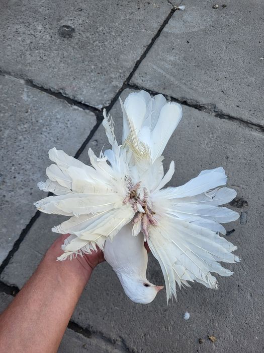 Голуби птица Персы