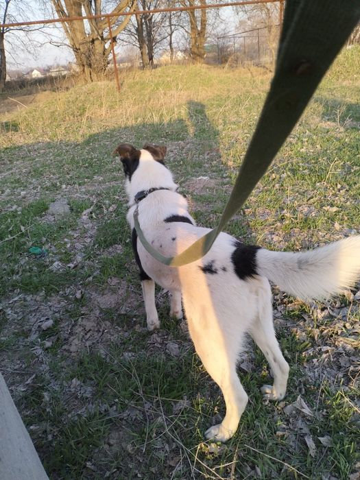 Идеальный семейный компаньон Панда!