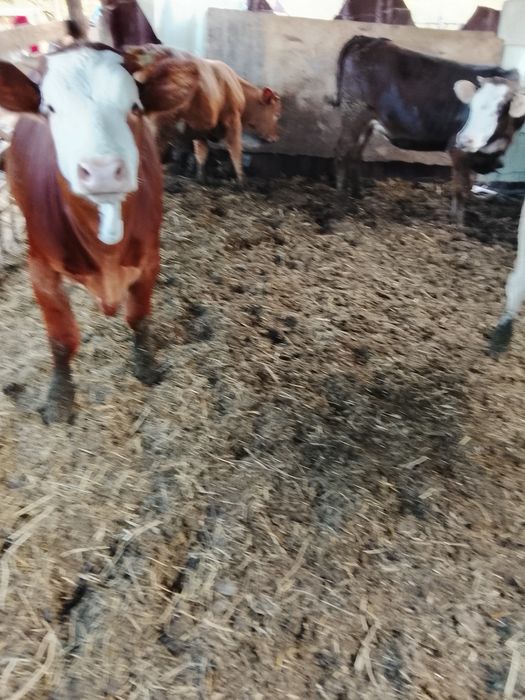 Vând 4 vițele bălțate