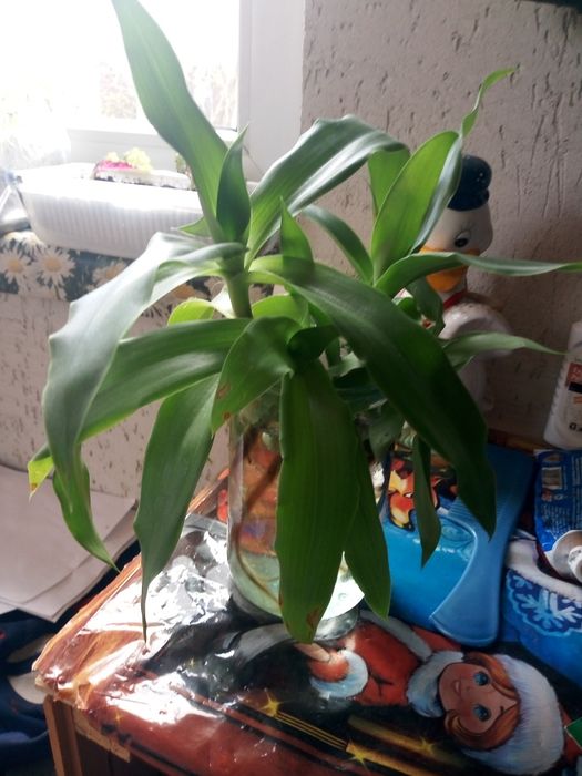 Золотой ус продам