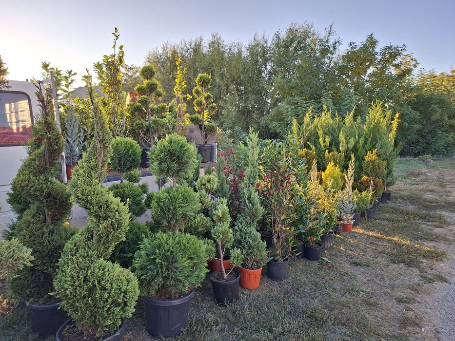 Plante naturale din pepeniera