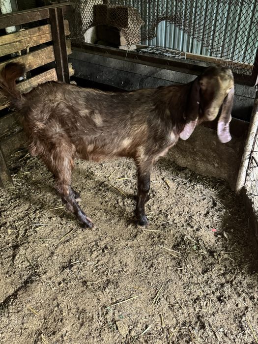 Битал текелер