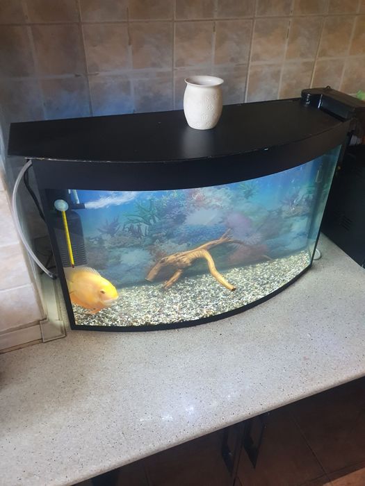 Аквариумистика аквариум