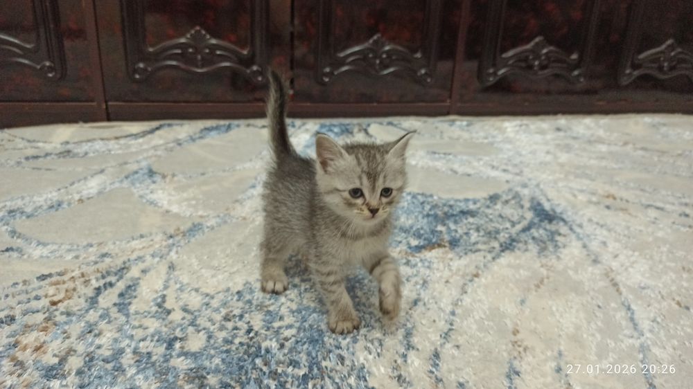 Ширингина мушукчалар