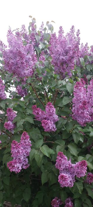 Сирень,ветки,букет