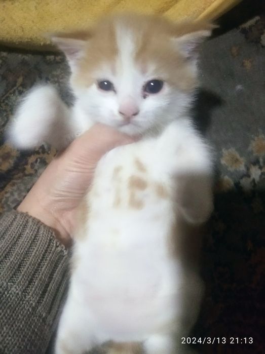 Мушукча зотли сотилади