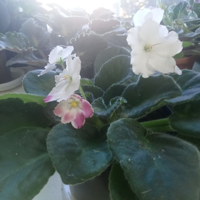 Комнатные растения