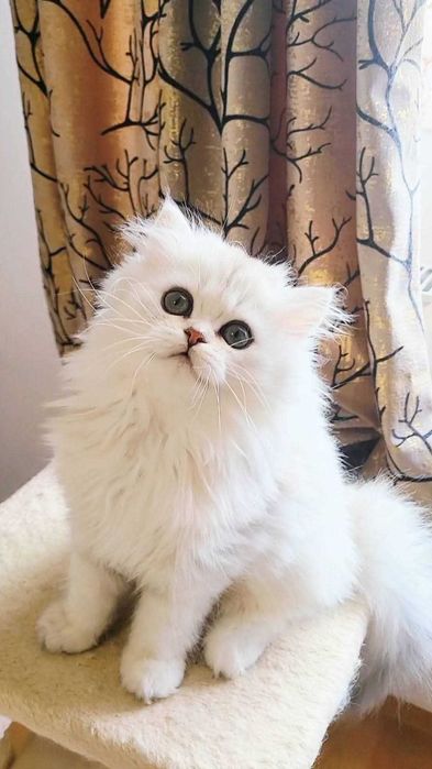 Fetita british longhair silver din ambii parinti Campioni Mondiali
