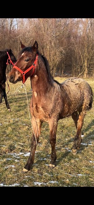 Mânză în vârstă de 4 luni