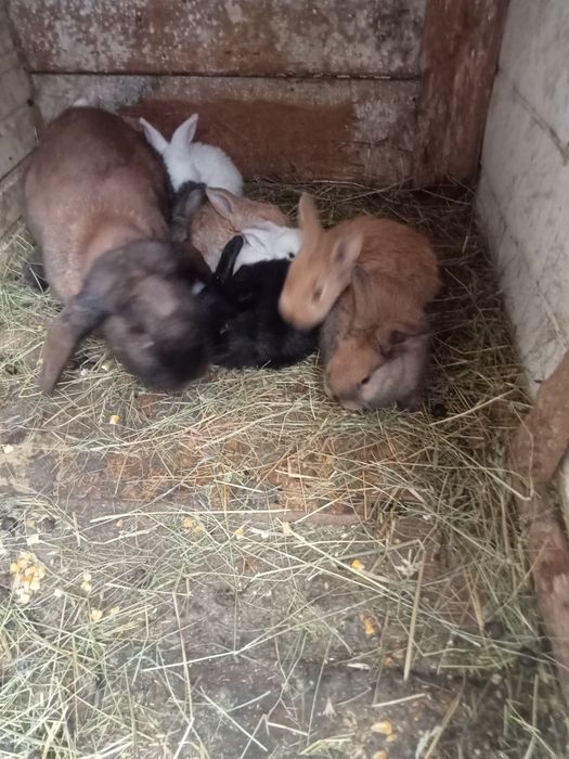 Vând 10pui la o lună sau schimb cu rațe