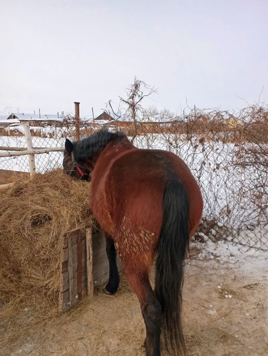 Продам кобылу, продам