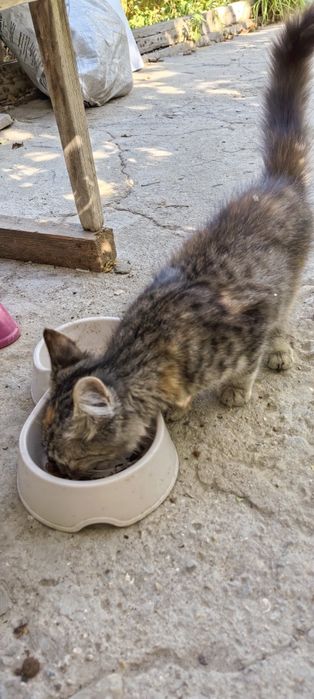 Отдам котёнка девочку ей 2,5 месяца.