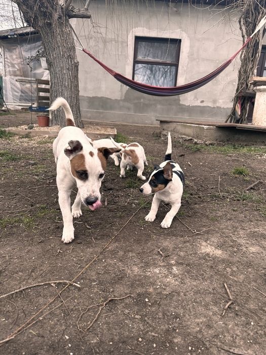 Jack russell terrier
