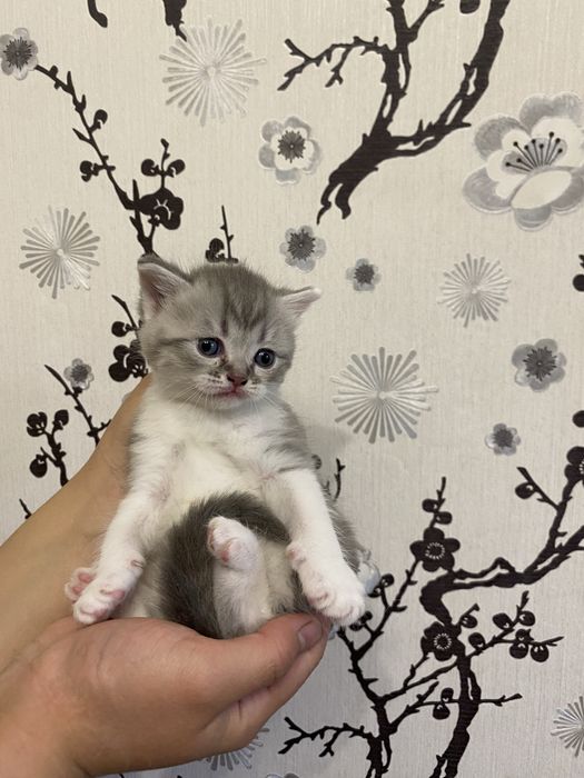 Британская короткошерстная кошка