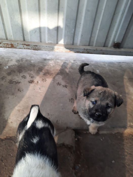 Щенки в добрые руки