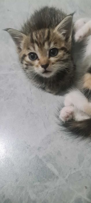 Котят в надежные руки