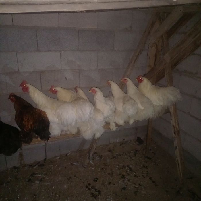Куры Кохинкин  чистокровные
