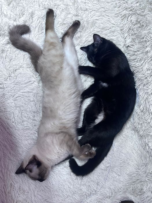 Отдам в добрые и любящие руки