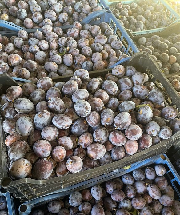 Prune de tuica stanley si anaspet