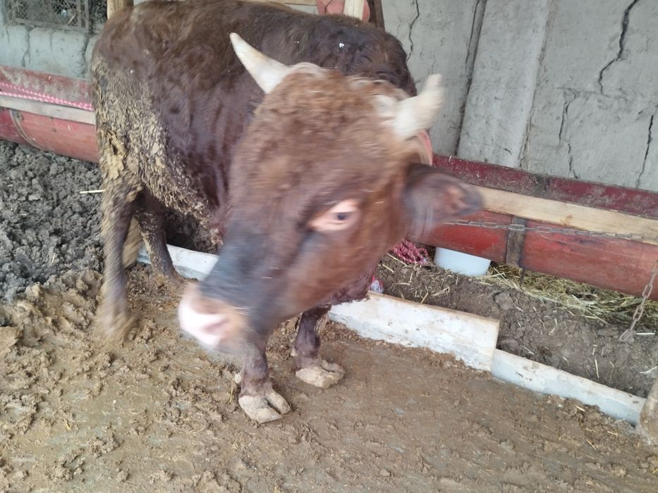 2 диш укиз емланиб дурипди