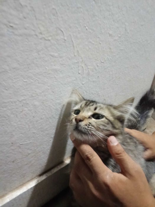 Mushuk sotiladi oq yoʻl yoʻl