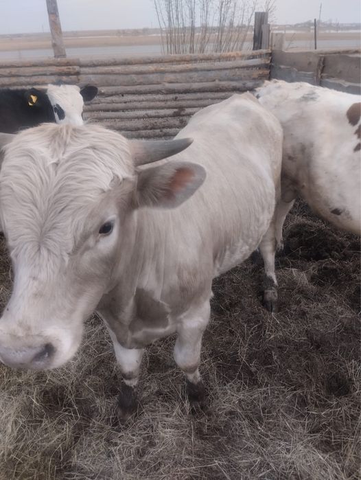 Продам быков производителей