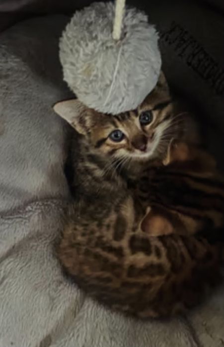 Бенгалски котета