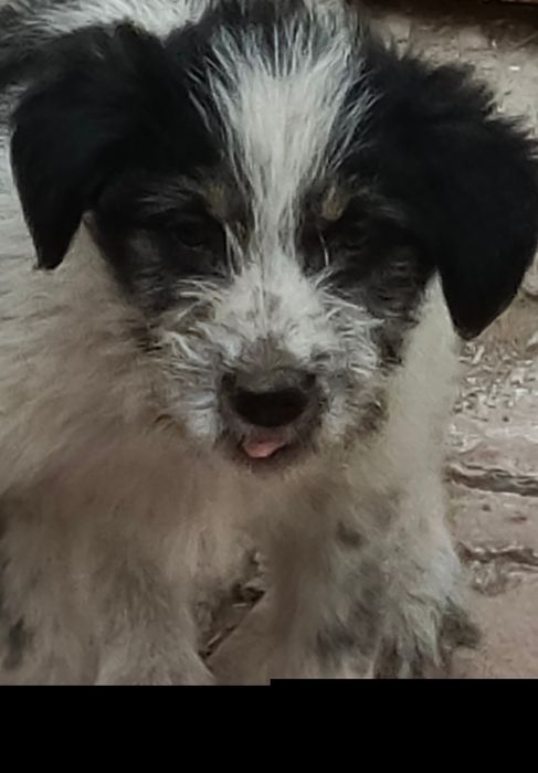 Отдам даром собачку