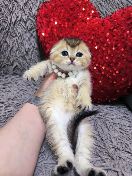 Котята чистокровные