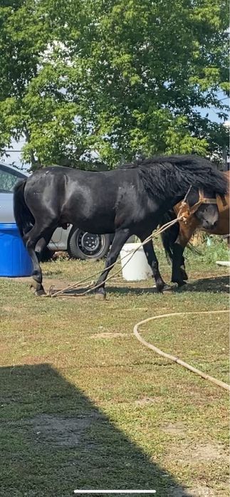 Еркек пони сатылады