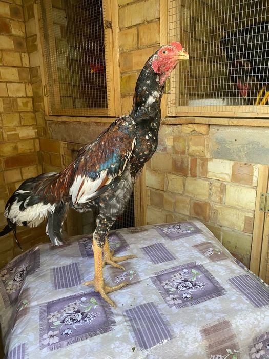 Dakan xoroz sotiladi