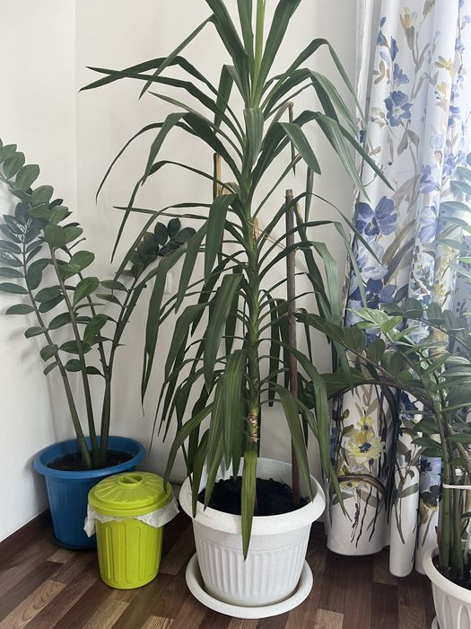 Продам большие комнатные цветы