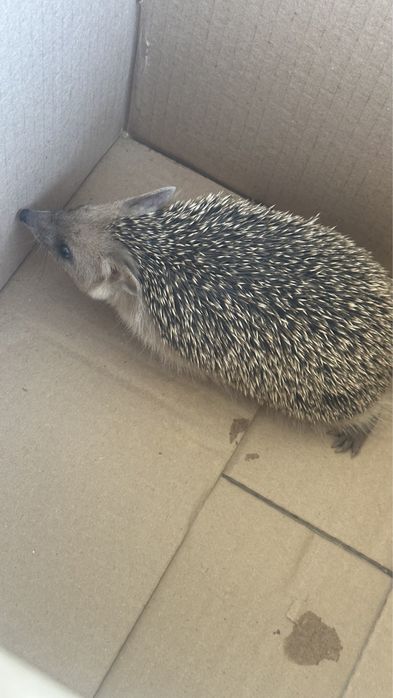 Ежик ёжик молодой