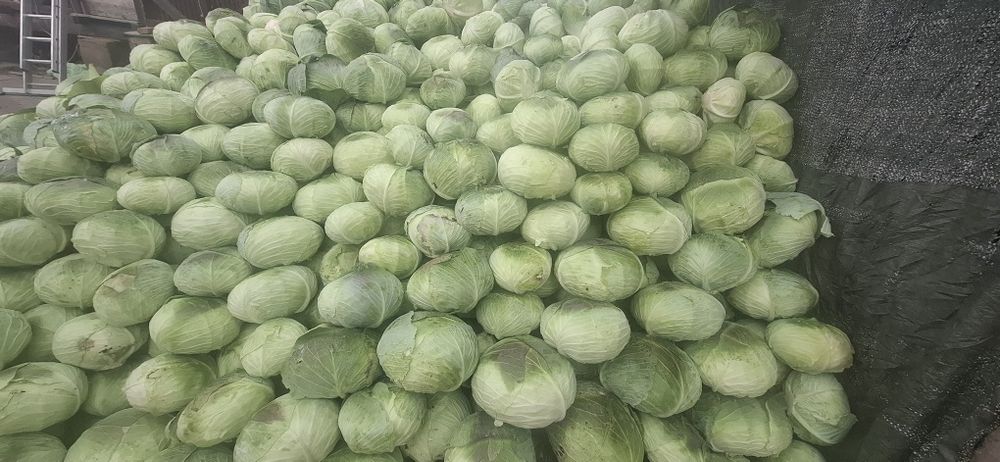 Varză de toamnă plată