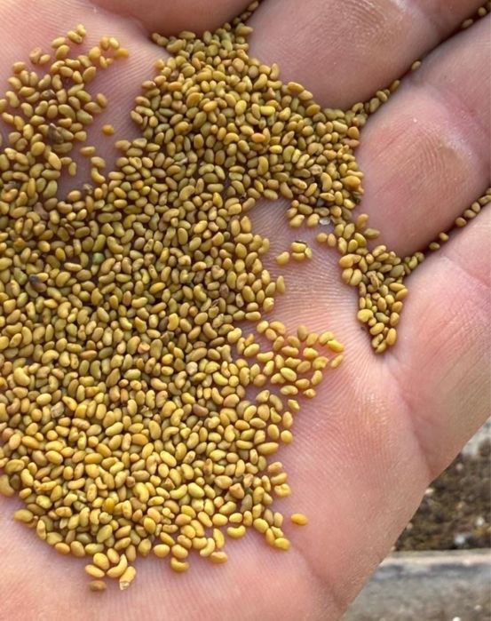 Семена люцерны.