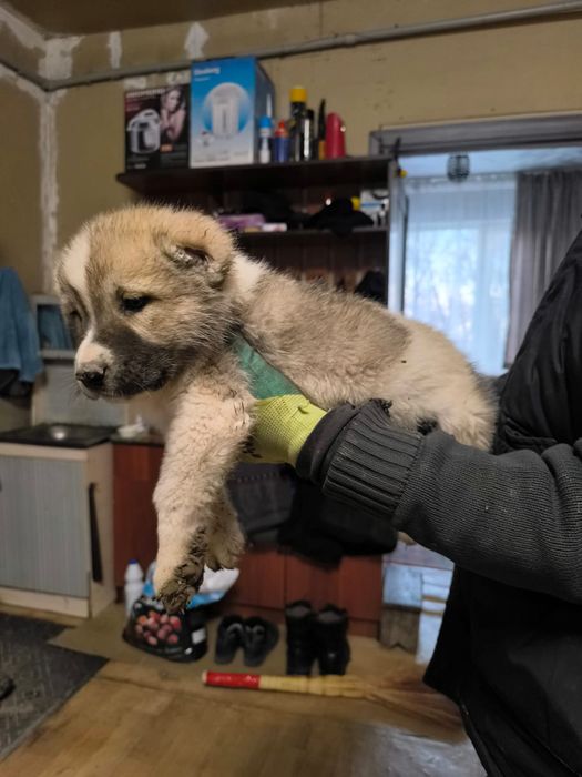 Продаю щенков Алабая